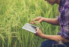 Gerente de Agricultura GO